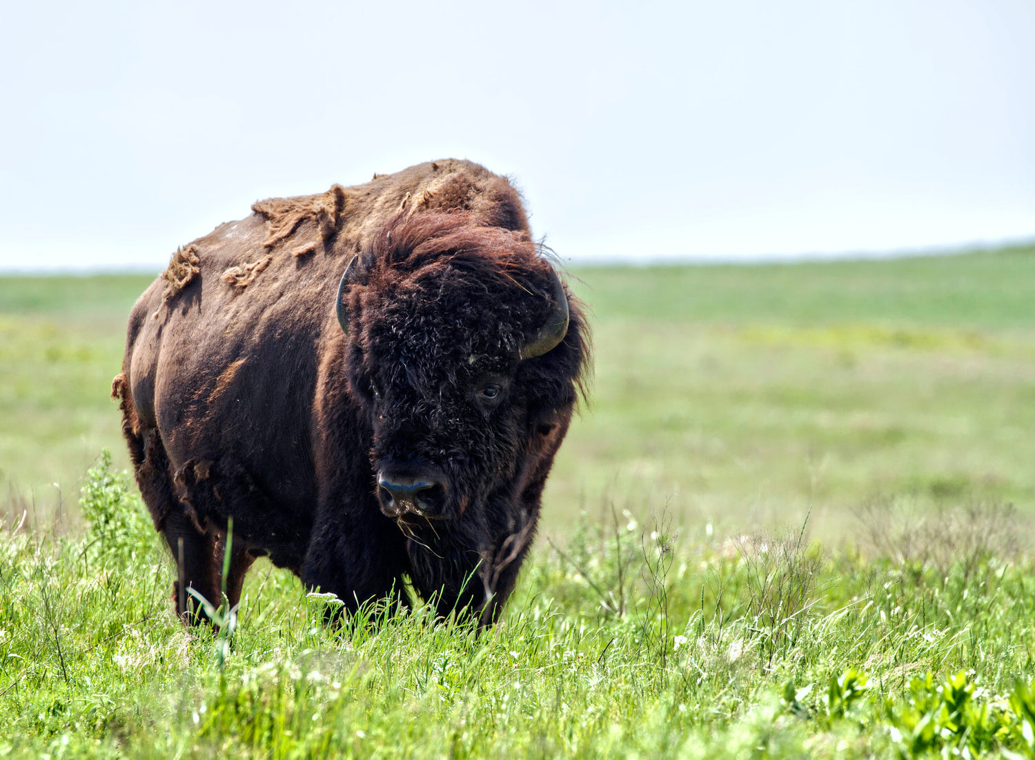 Buffalo Collection