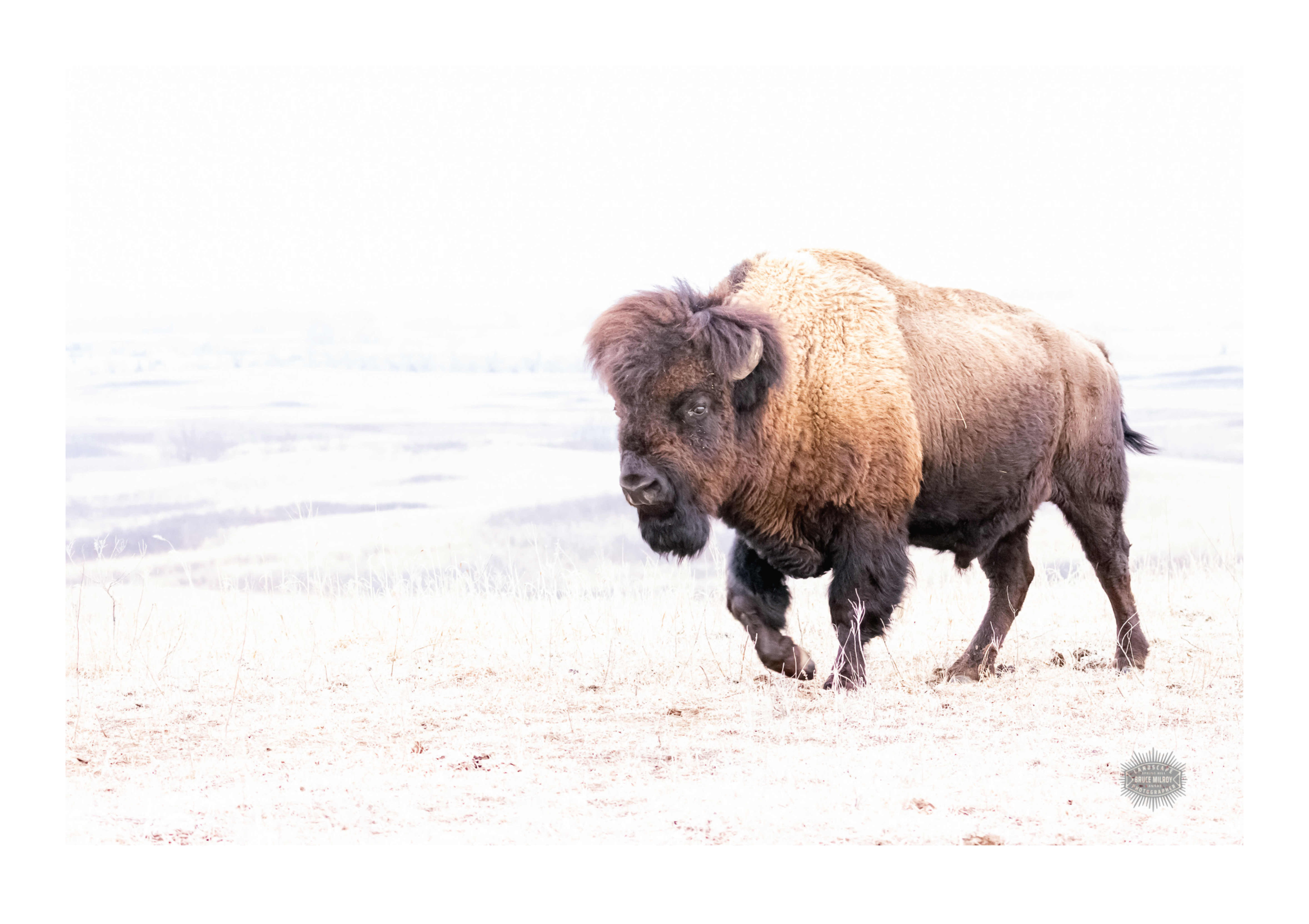 Buffalo Photographic Print