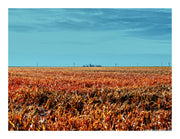 CENTRAL KANSAS FARM LANDSCAPE