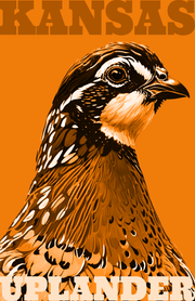 Bobwhite Quail Art Print